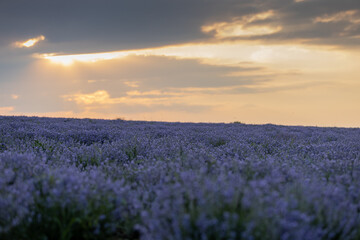 Fototapeta premium Panoramic view of stunning blooming flowering beautiful landscape of violet lavender field with summer sunset and pink orange sky, Bulgaria. Nature composition. Essential oils and agriculture concept.