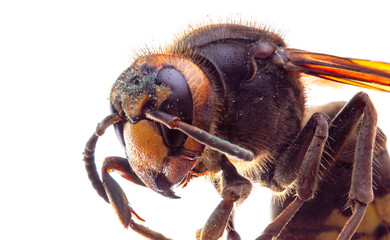 insect hornet's face-to-face picture on a white background