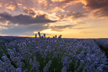 Panoramic view of blooming flowering beautiful landscape of violet lavender field with summer sunset and pink orange sky, Bulgaria. Close up. Essential oils production concept. Selective focus.