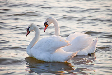 White Swan birds couple on the water
