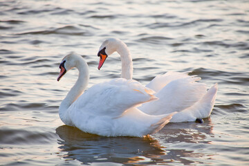 Fototapeta premium White Swan birds couple on the water