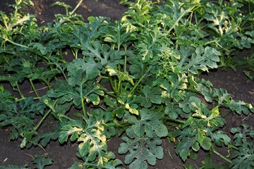 Watermelon seedling bush. Plants watermelon.