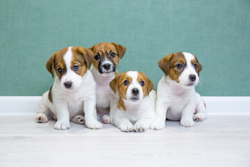 Four Jack Russell Terrier puppies sit side by side on a light floor against a green wall and look into the camera. A group of cute puppies. Day dog, day pets. Breeding dogs, breed.