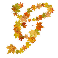 letter of  autumn maple leaves