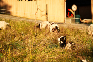 Naklejka na ściany i meble Goats in a meadow in Oslo, Norway. Shot i golden hour on a hot summer day in July.