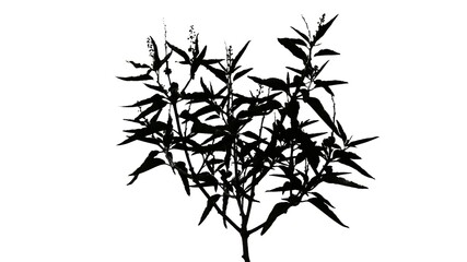 Shrubs  leaves isolated on white background