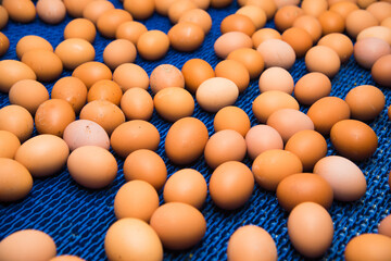 Poultry farm. Modern farming. Fresh brown eggs on a transportation line