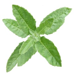 Holy basil leaves isolated on white background
