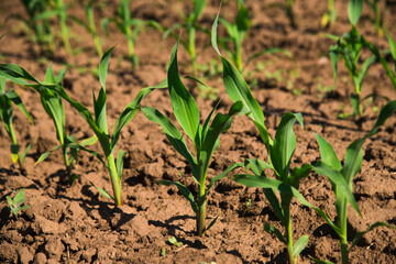 Rows of young, freshly germinated corn plants