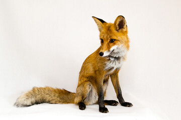 Red ginger fox sits on a white background
