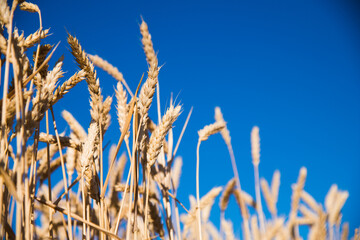 Golden wheat field and sunny day