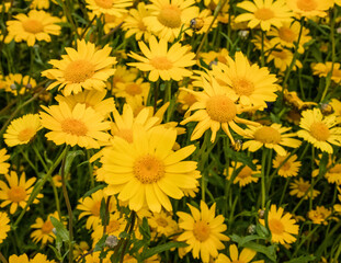 Yellow Summer flowers like daisies.