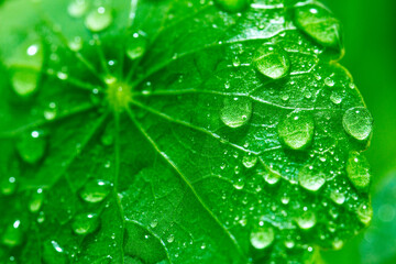 The dewy coinage leaves