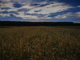 Sunset over the rye field.