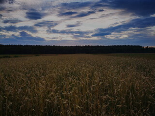 Sunset over the rye field.