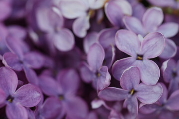 Closeup view of beautiful blossoming lilac as background