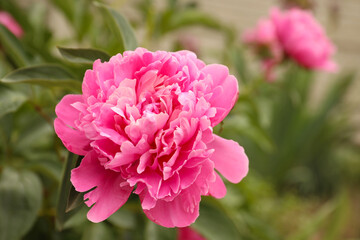 Beautiful blooming pink peony outdoors, closeup view