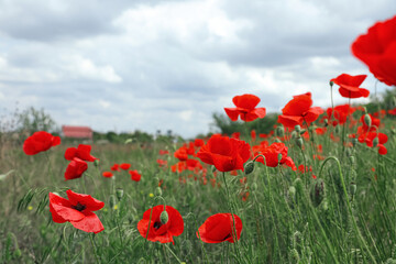 Beautiful red poppy flowers growing in field