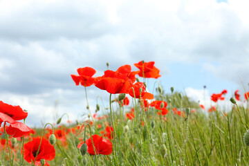 Beautiful red poppy flowers growing in field