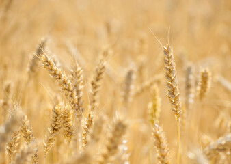 Fototapeta premium golden spikelets of ripe wheat in the field close-up