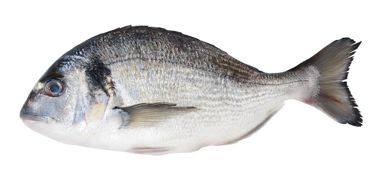 Fish dorado isolated on white background with clipping path and full depth of field. Top view. Flat lay