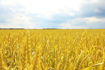 Agricultural field with ripening cereal crop on cloudy day