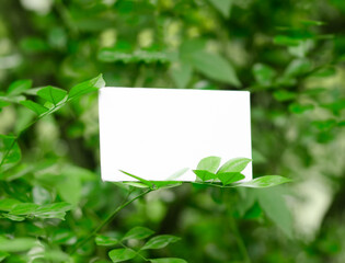 blank card with green leaves