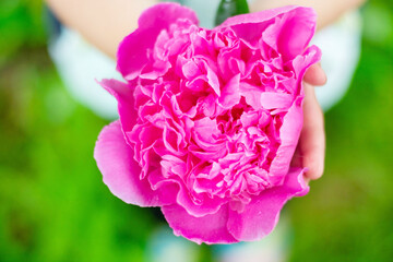 Girl holds in her hand a bud of large pink peony
