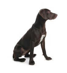 German Shorthaired Pointer dog on white background