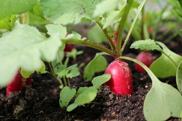 beautiful photo of a radish growing out of the ground