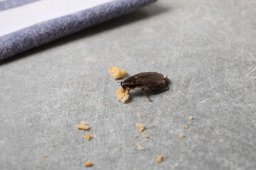 Cockroach and crumbs on grey table indoors, closeup. Pest control
