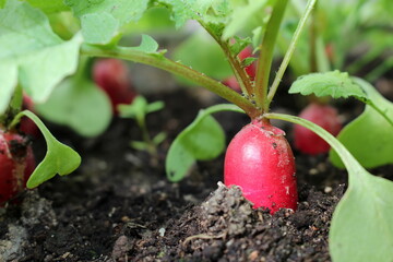 beautiful photo of a radish growing out of the ground