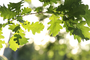 Fototapeta na wymiar Closeup view of oak tree with young fresh green leaves outdoors on spring day