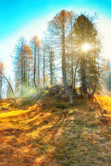Fototapeta premium Autumn sunny landscape with pinetrees and larches in mountains
