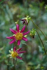 Light Purple Flower of Dahlia in Full Bloom
