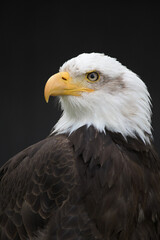 Bald Eagle on dark Background looking left