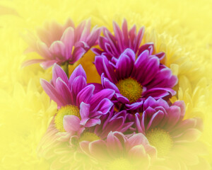 colorful chrysanthemum flowers with yellow ccolored blur, filtered natyre background