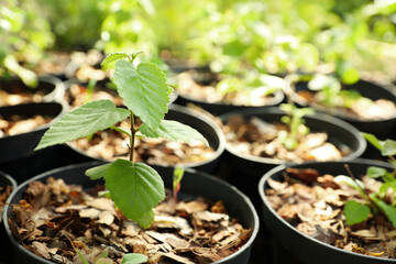 Seedlings of tree in pot, closeup. Gardening and planting