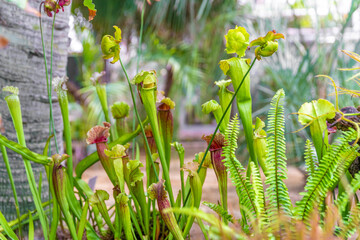 Carnivorous plants in a botanical garden