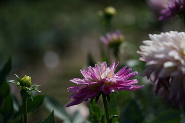 Obraz premium Light Purple Flower of Dahlia in Full Bloom 