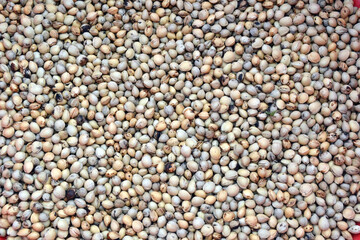 dried cherry seeds, background