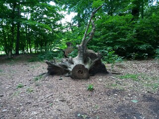 Old roots in the forest of a felled tree