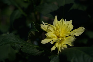 Yellow Flower of Dahlia in Full Bloom
