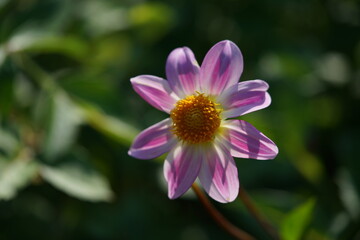 Light Purple Flower of Dahlia in Full Bloom
