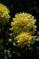 Yellow Flower of Dahlia in Full Bloom
