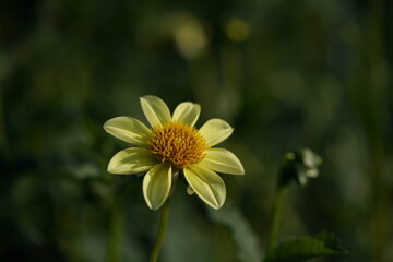 Yellow Flower of Dahlia in Full Bloom
