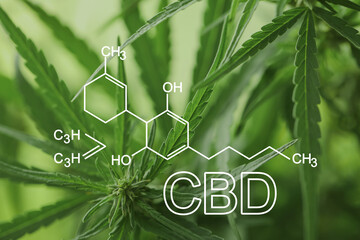 Closeup view of green hemp plant and CBD formula