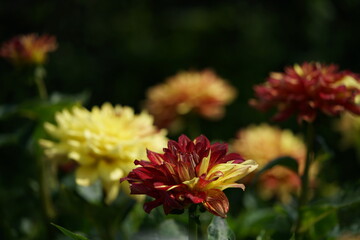 Streaked, Cream and Purple Flower of Dahlia in Full Bloom
