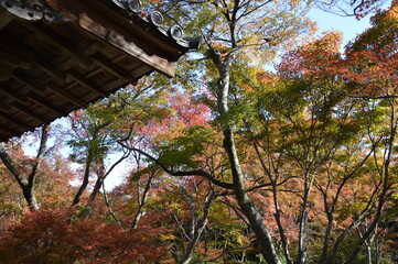 紅葉の京都
