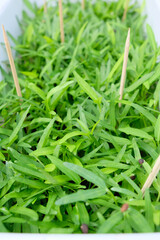 Close up of water spinach leaves. Growing water spinach in a pot. 